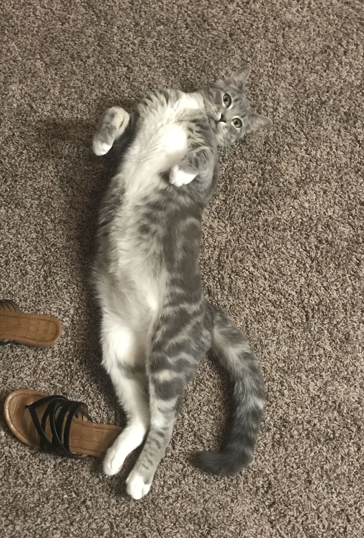 Nolan Catrick